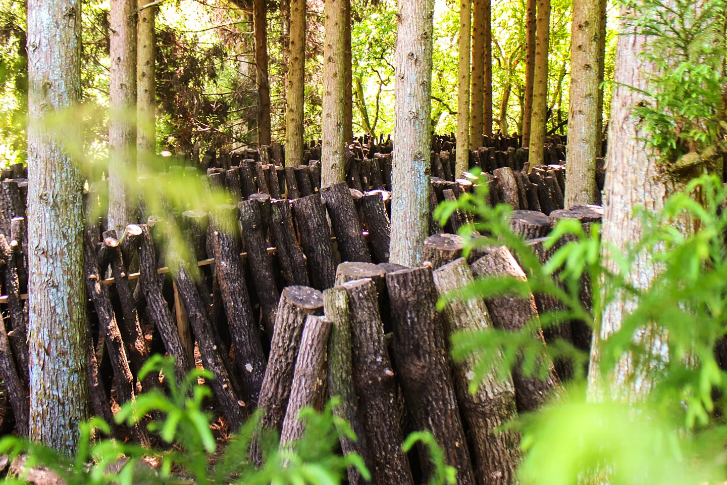 豊後大野しいたけ栽培の「ほだ場」