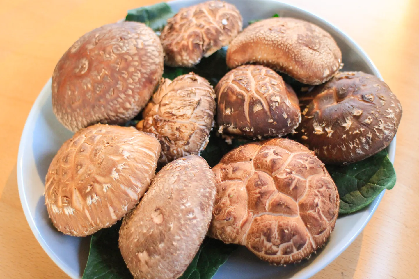 豊後大野の原木しいたけ。かたちもよく立派でしょう！