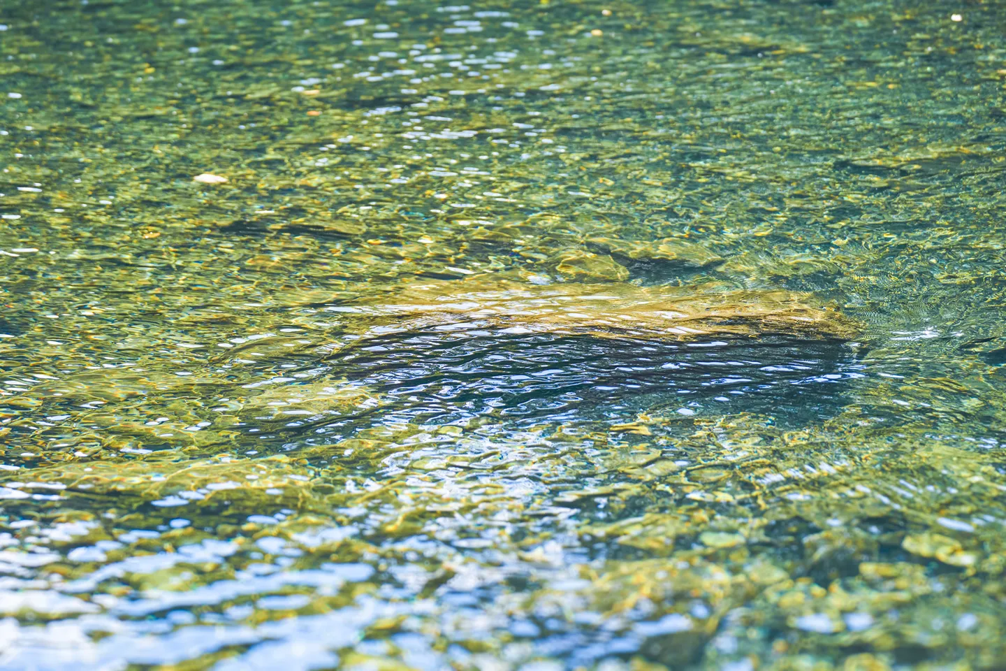 川底までみえる透明度です
